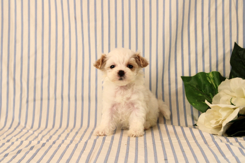 puppy, for, sale, Maltipoo, Matthew B. Stoltzfus, dog, breeder, Gap, PA, dog-breeder, puppy-for-sale, forsale, nearby, find, puppyfind, locator, puppylocator, aca